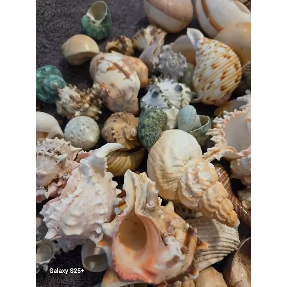50+ Assorted Natural Hermit Crab Shells - All Sizes! New Homes! - Picture 2 of 4